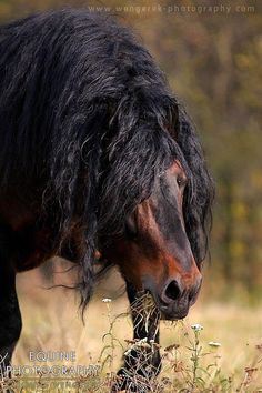 a black horse with long hair eating grass