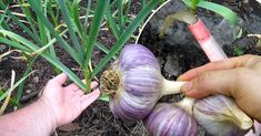 someone is holding two garlic bulbs in their hand and they are about to peel them