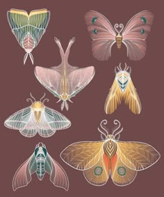 Butterfly clipart Buterfluffy Illustration, Colorful Moth Art, How To Draw A Moth, Moth Art Illustration, Moth Wings Drawing, Moth Drawing Simple, Moths Drawing, Moths Illustration, Butterfly Illustration Art