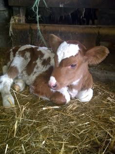 a brown and white baby cow laying on top of dry grass next to a pile of hay