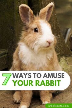 a brown and white rabbit with the words 7 ways to amuse your rabbit on it