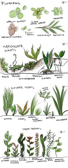 the different types of plants and their names