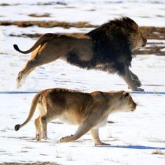 two lions running in the snow with one jumping up to it's head and another standing on its hind legs