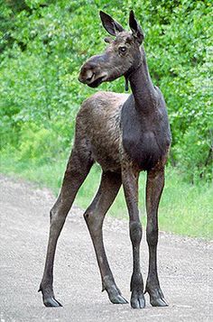 a black horse standing on the side of a dirt road next to green grass and trees