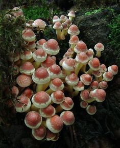 a group of mushrooms growing out of the ground