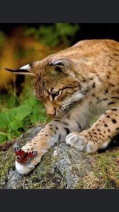 a close up of a cat laying on top of a rock