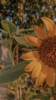 a large yellow sunflower with green leaves in the foreground and trees in the background