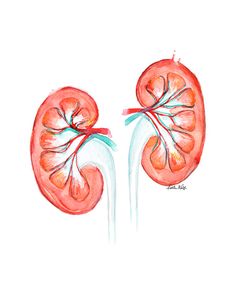 the kidney is shown in this watercolor drawing