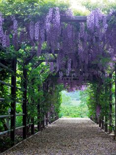 an archway covered in lots of purple flowers