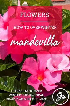 pink flowers with the words how to overwint mandevella