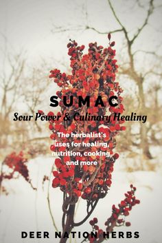 Sumac Benefits, Tennessee Plants, Backyard Herbs, Survivor Tips, Sumac Recipes, Herbs For Sleep, Medical Plants, Food Medicine, Herbal Apothecary