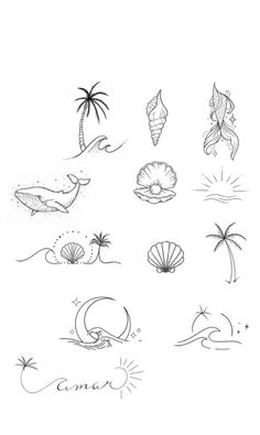 a drawing of different types of seashells