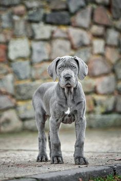 a large gray dog standing next to a stone wall