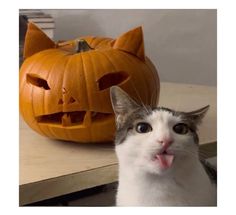 a cat sticking its tongue out next to a carved pumpkin