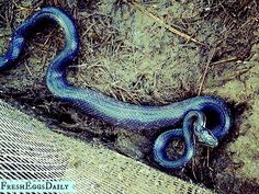 a blue snake is laying on the ground