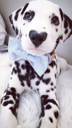 a dalmatian puppy wearing a blue bow tie