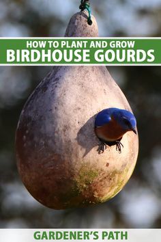 a bird sitting on top of a plant with the words how to plant and grow birdhouse gourds