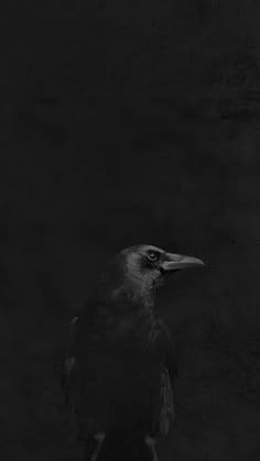 a black and white photo of a bird