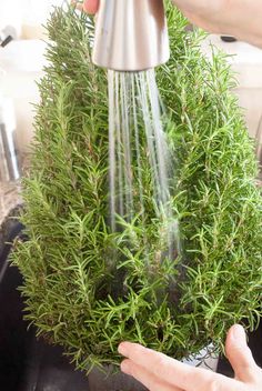 a person is sprinkling water from a faucet over a potted plant