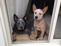 two dogs are sitting in the window sill