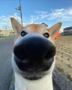 a close up of a dog's face with the sky and grass in the background