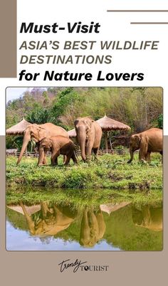 three elephants walking in front of water and trees with the title must - visit asia's best wildlife destinations for nature lovers