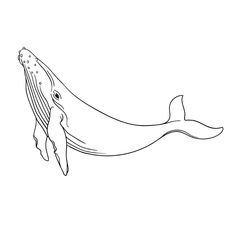 a drawing of a humpback whale