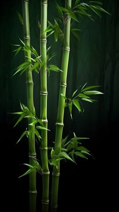 a tall bamboo tree in front of a dark background