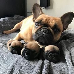 a brown dog laying on top of a bed