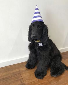 a black dog wearing a party hat sitting on the floor in front of a wall