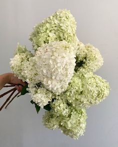 a bouquet of white hydrangeas being held up by someone's hand on a gray background