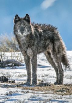 a wolf standing in the snow with his eyes closed and looking at the camera,