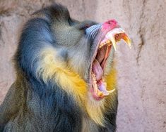 a monkey with its mouth open and it's teeth wide open showing yellow tips