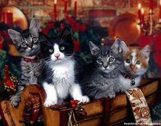 three kittens sitting on top of a wooden box with christmas decorations around the edges