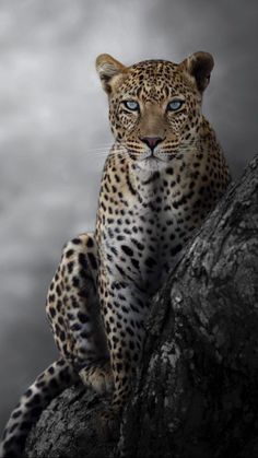 a leopard sitting on top of a rock in front of a cloudy sky with clouds