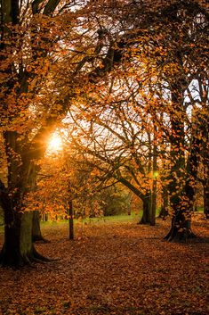 the sun is shining through some trees with leaves on them