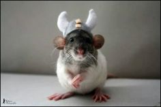 a rat with antlers on it's head