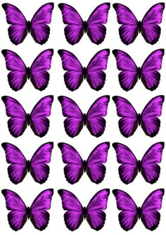 purple butterflies are arranged in rows on a white background