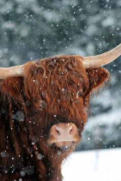 a bull with long horns standing in the snow