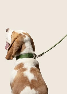 a brown and white dog with its tongue hanging out on a leash, looking up at the sky