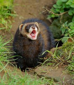 a small animal with its mouth open sitting in the grass