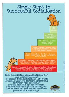 a cartoon dog sitting on top of a set of stairs with the words, simple steps to successful socialisation