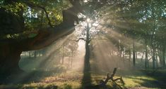 sunlight shining through the trees in a forest