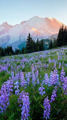 the mountains are covered with snow and purple flowers in the foreground is a field full of wildflowers