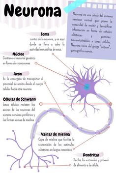 the anatomy of an animal's nervous system, including its major structures and functions