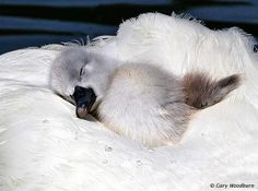 a baby swan is curled up on its mother's back