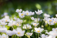 many white flowers with yellow centers in the grass