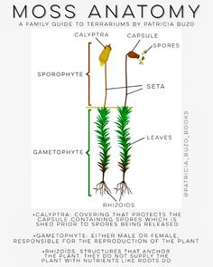 an image of moss anatomy with the name and description on it's bottom corner