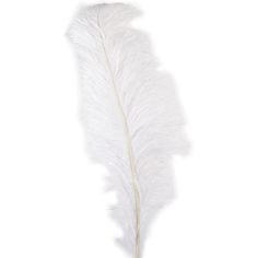 a white feather on a white background