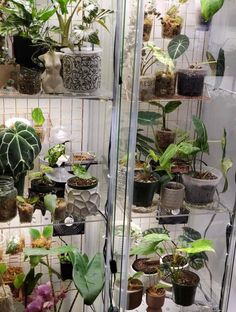 many potted plants are on display in a glass case